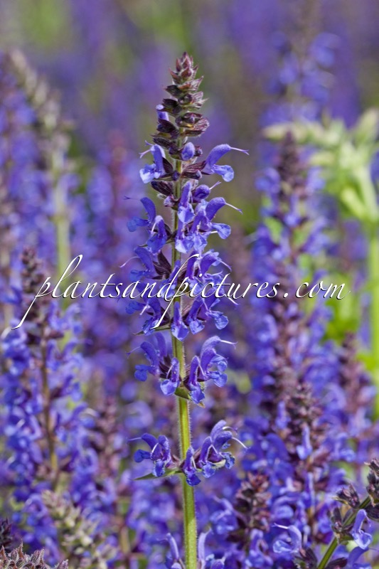 Salvia sylvestris ‘Rügen’