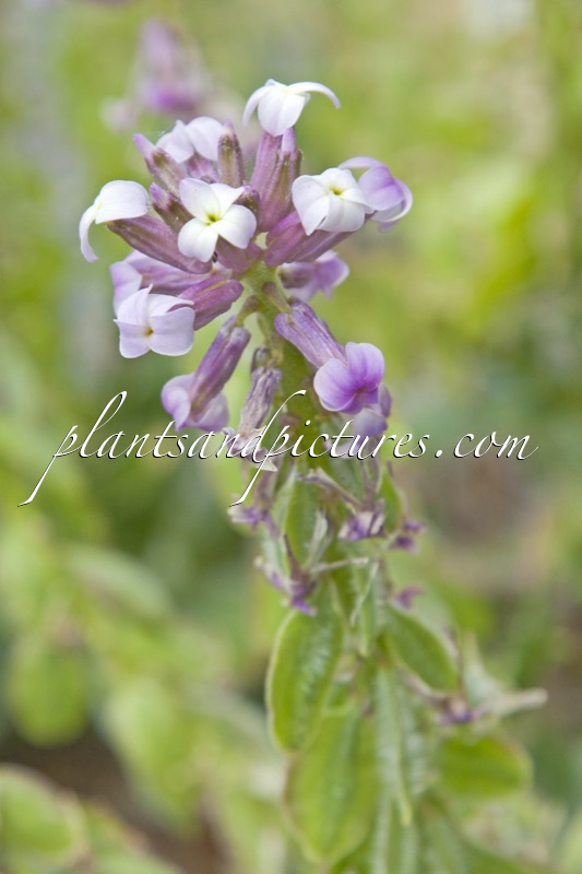 Neotchihatchewia isatidea