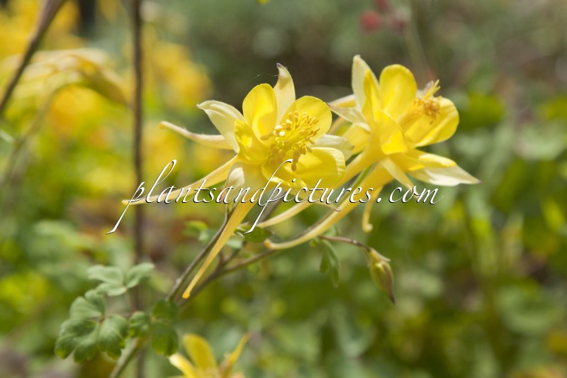 Aquilegia chrysantha