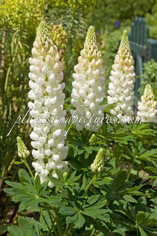 Lupinus ‘Noble Maiden’