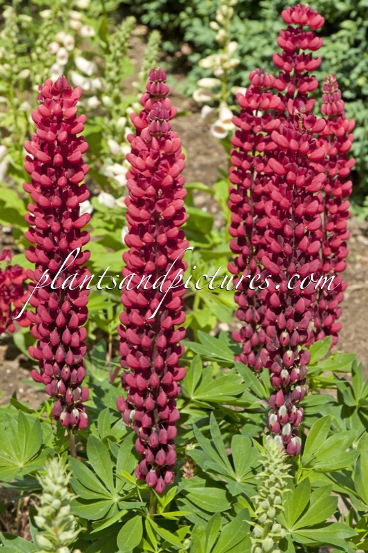 Lupinus ‘The Pages’
