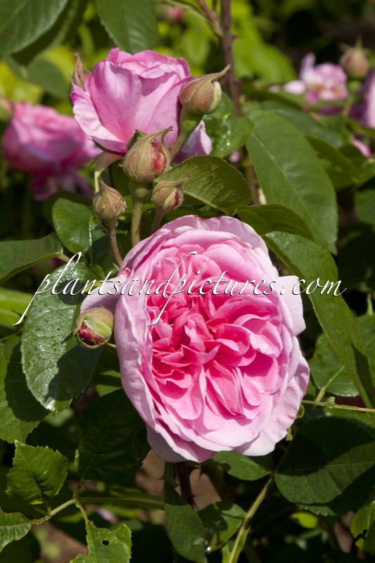 Rosa ‘Ausboard’ (GERTRUDE JEKYLL)