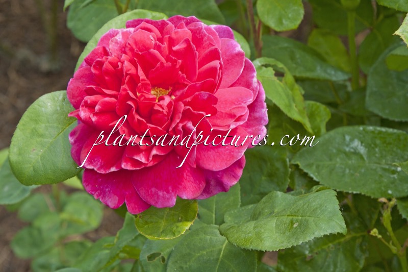 Rosa ‘Auslot’ (SOPHY’S ROSE)