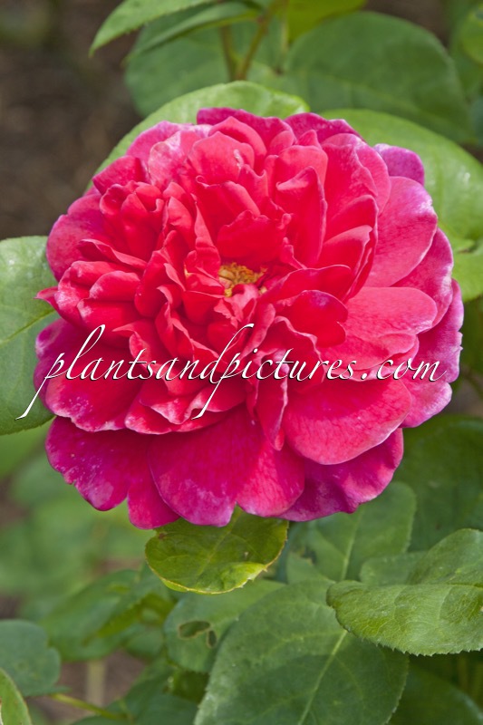 Rosa ‘Auslot’ (SOPHY’S ROSE)