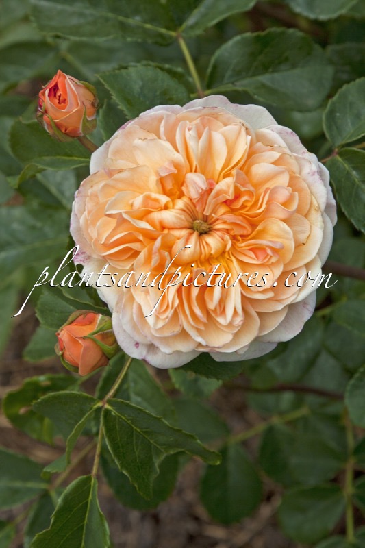 Rosa ‘Auslofty’ (PORT SUNLIGHT)