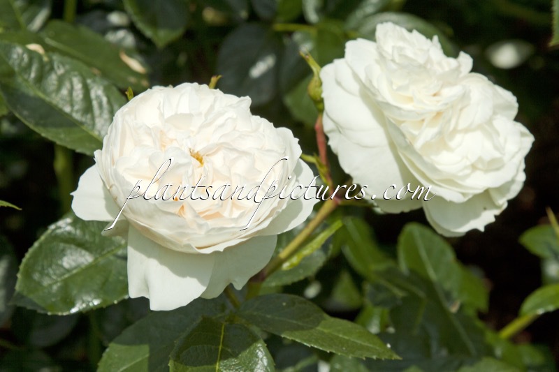 Rosa ‘Beamac’ (MACMILLAN NURSE)