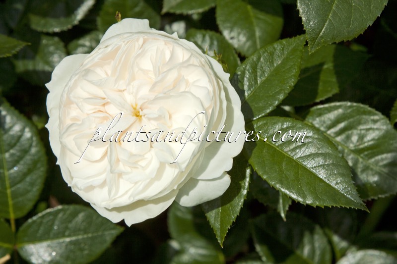 Rosa ‘Beamac’ (MACMILLAN NURSE)