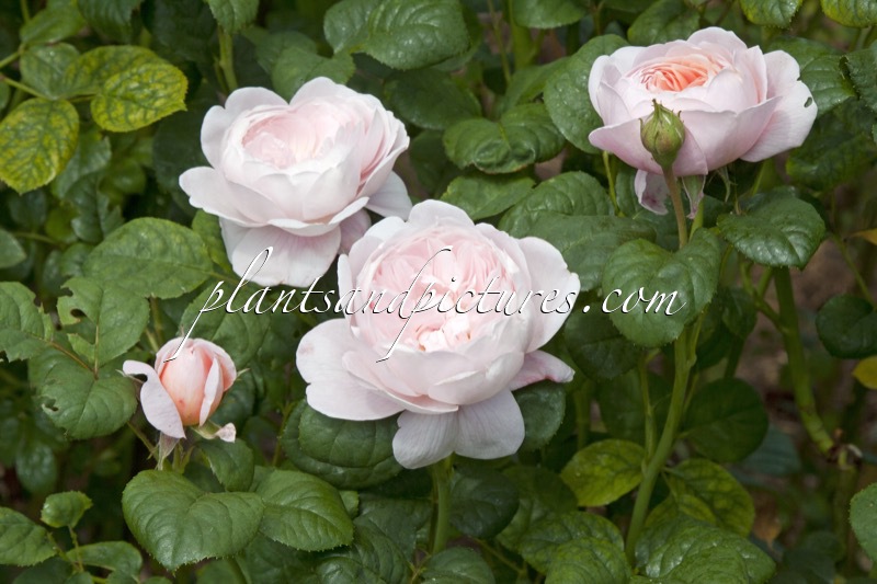 Rosa ‘Austiger’ (QUEEN OF SWEDEN)