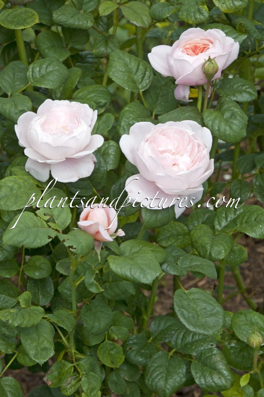 Rosa ‘Austiger’ (QUEEN OF SWEDEN)