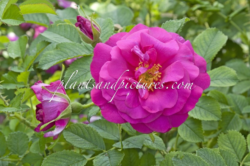 Rosa ‘Aushedge’ (WILD EDRIC)