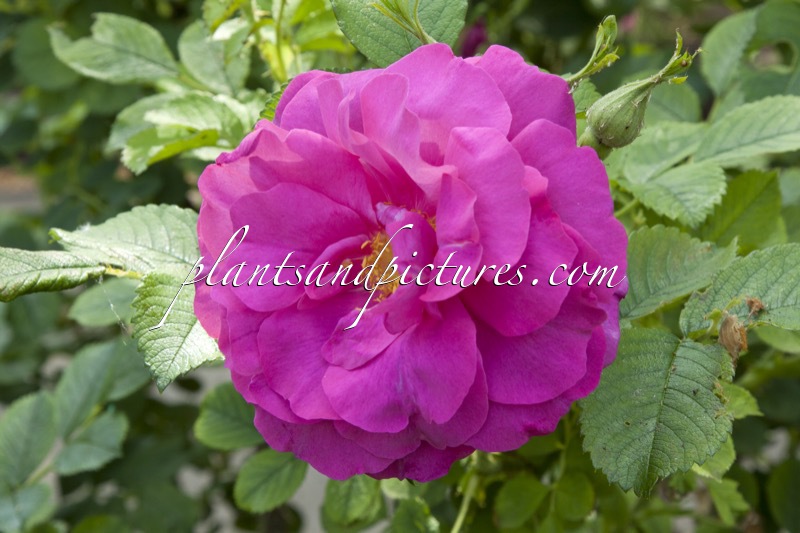 Rosa ‘Aushedge’ (WILD EDRIC)