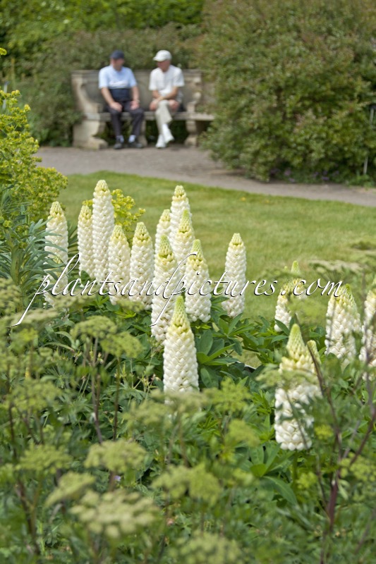 Lupinus ‘Polar Princess’