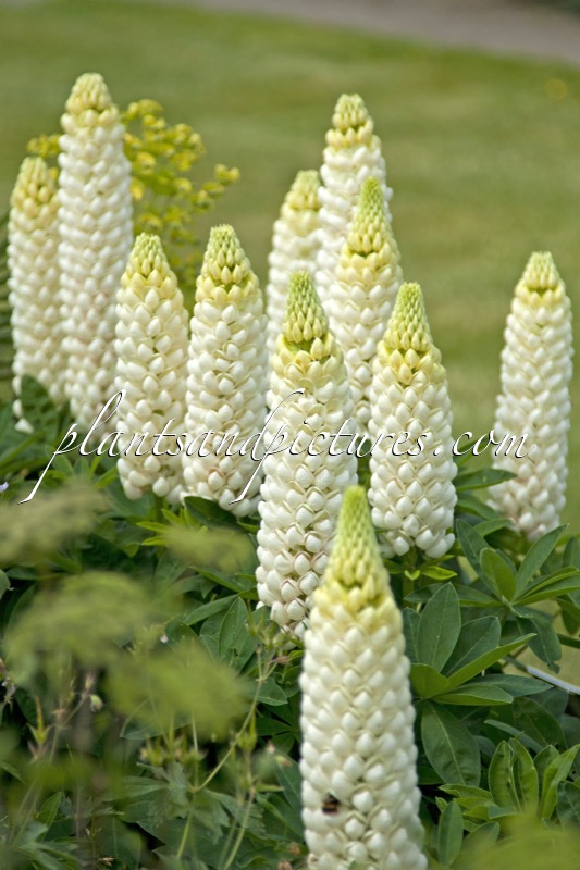 Lupinus ‘Polar Princess’