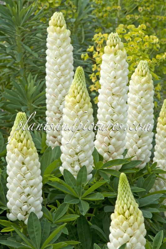 Lupinus ‘Polar Princess’