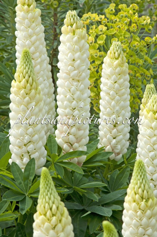 Lupinus ‘Polar Princess’