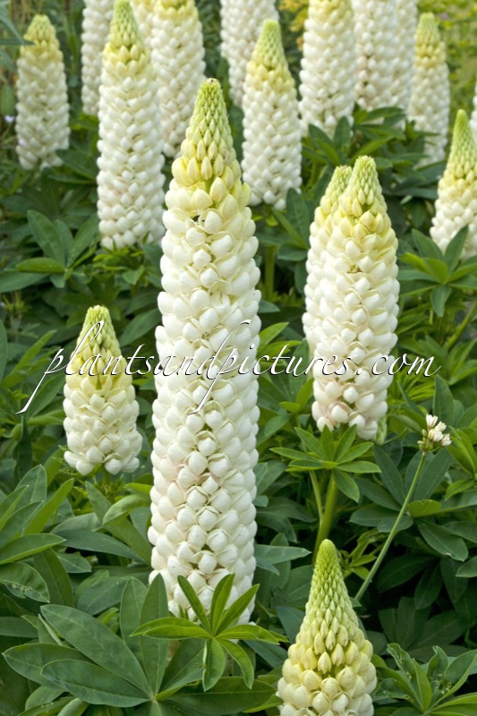 Lupinus ‘Polar Princess’