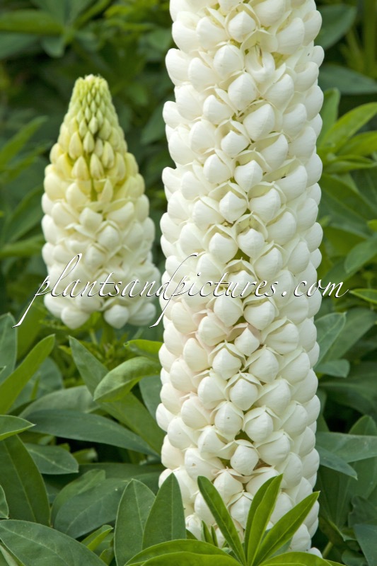Lupinus ‘Polar Princess’
