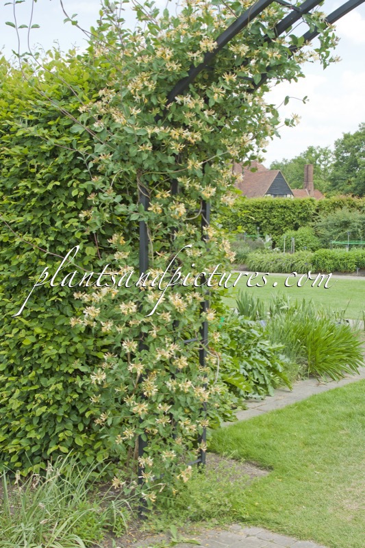Lonicera periclymenum ‘Graham Thomas’