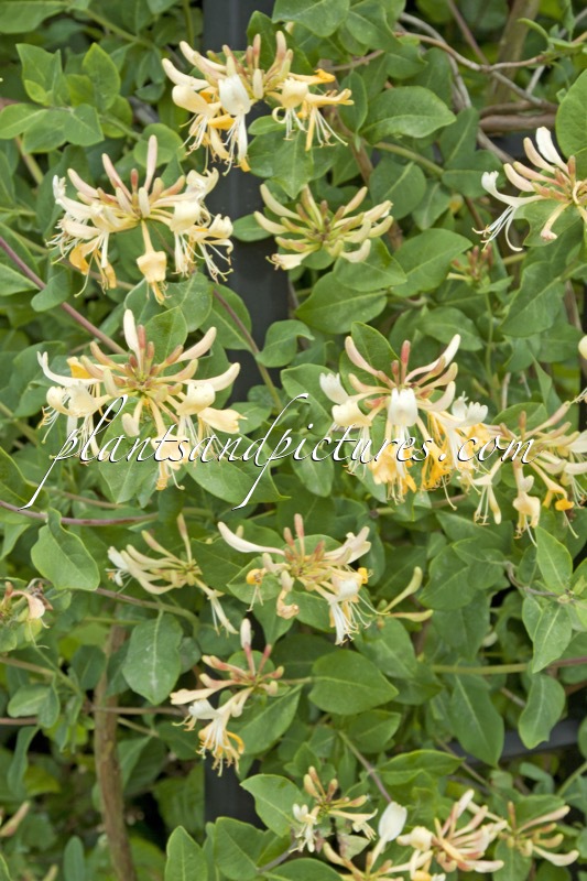 Lonicera periclymenum ‘Graham Thomas’