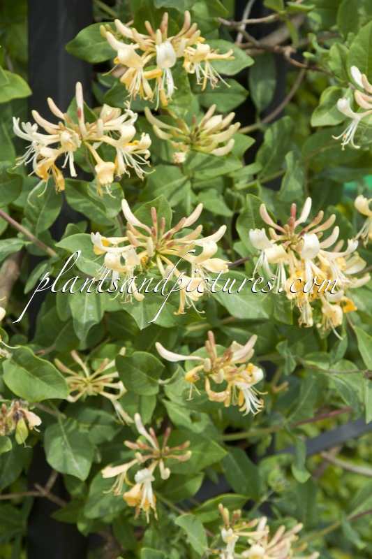 Lonicera periclymenum ‘Graham Thomas’