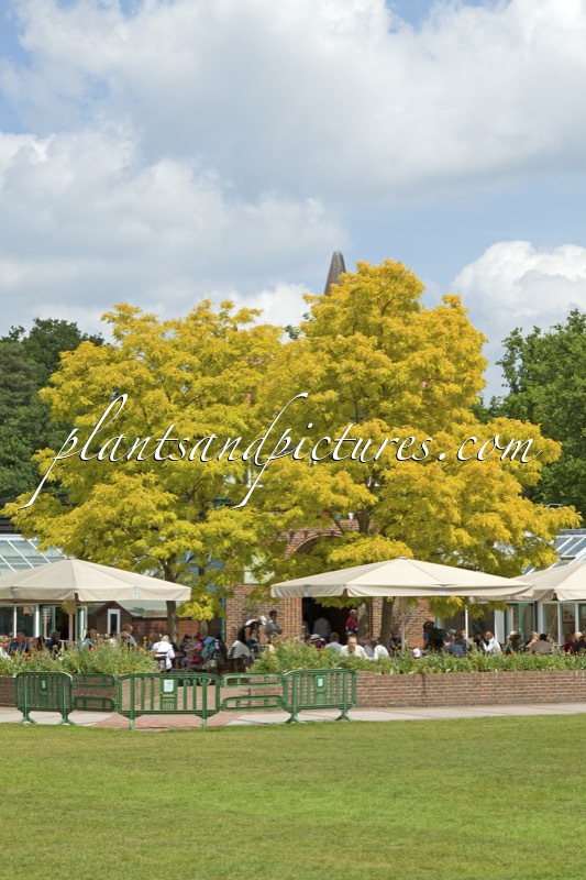 Robinia pseudoacacia ‘Frisia’