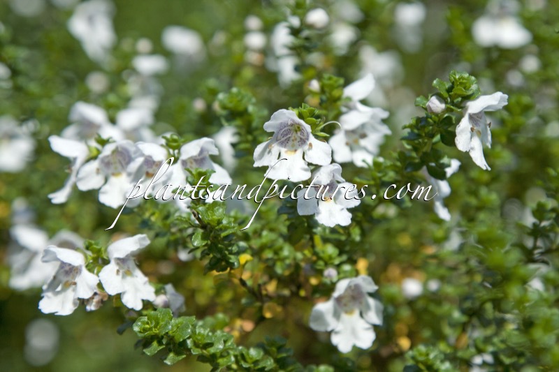 Prostanthera cuneata