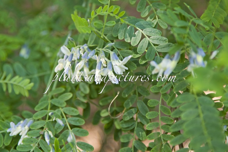 Sophora davidii