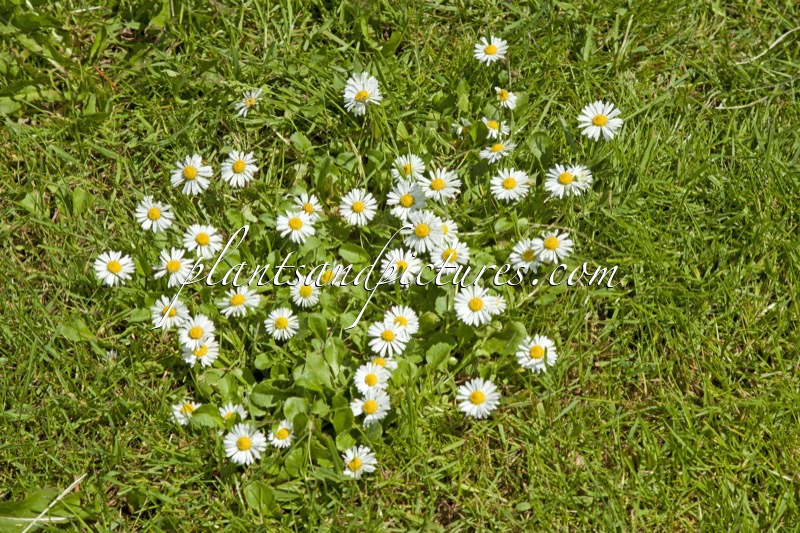 Bellis perennis
