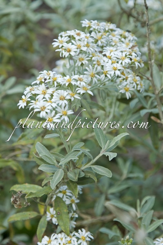 Olearia matthewsii