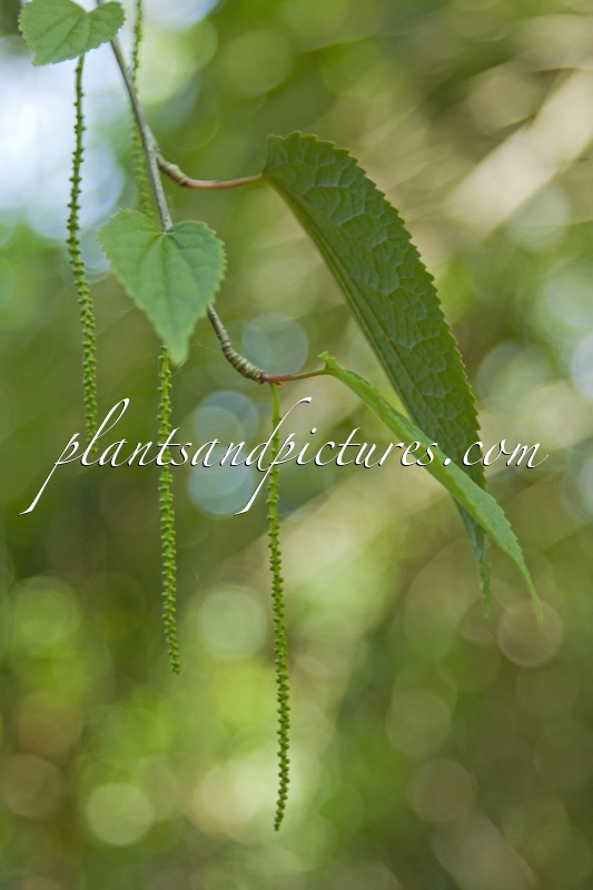 Tetracentron sinense