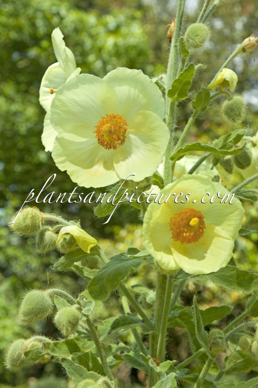 Meconopsis napaulensis