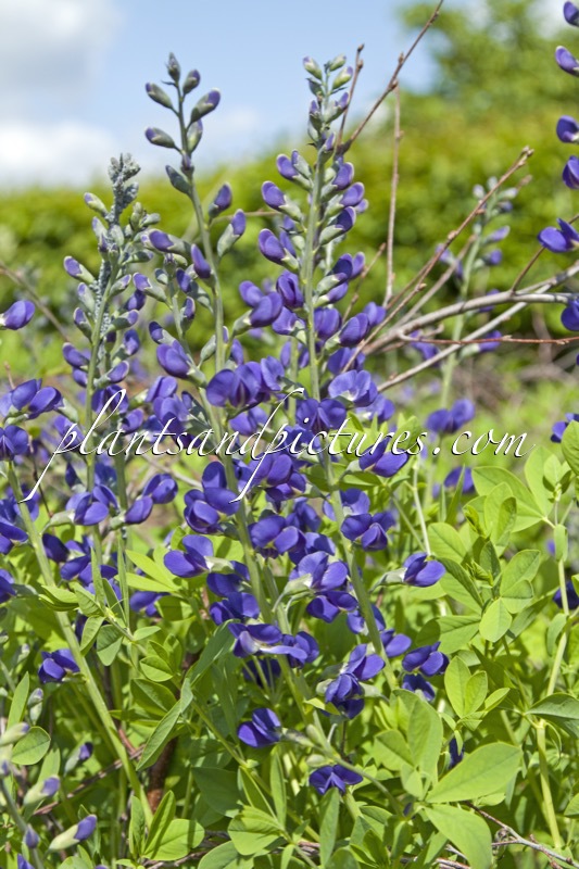 Baptisia australis