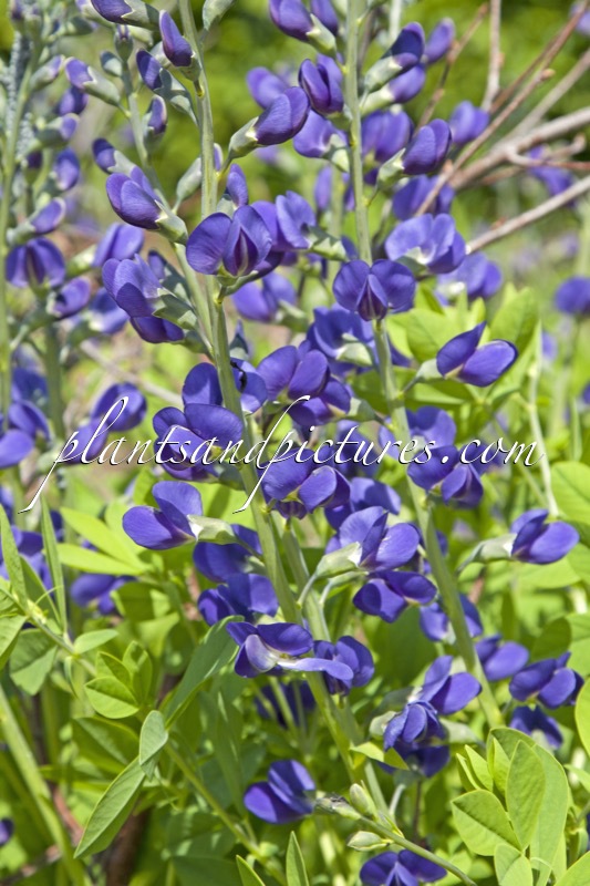 Baptisia australis
