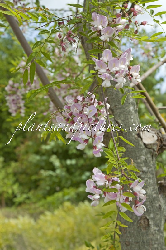 Robinia slavinii ‘Hillieri’