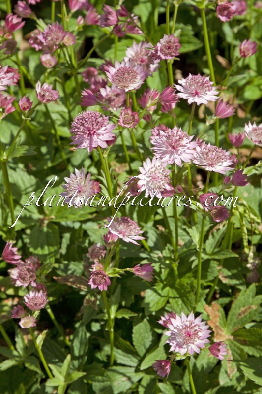 Astrantia major ‘Roma’