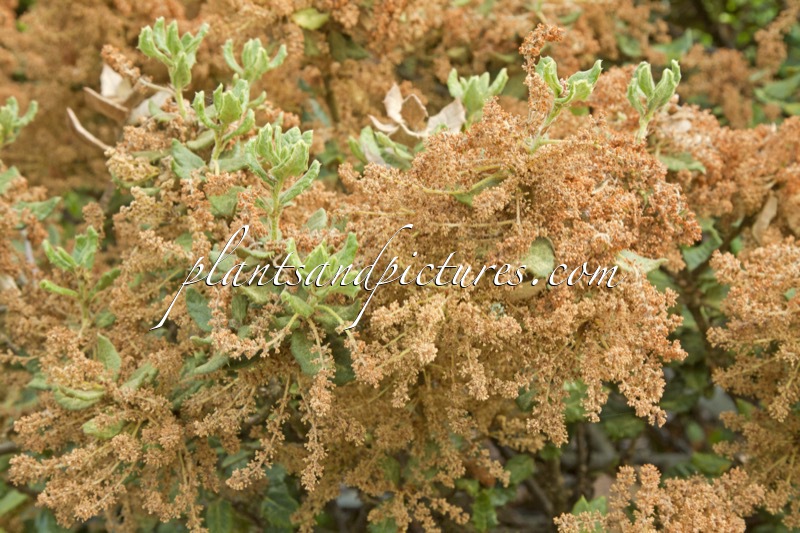 Quercus monimotricha