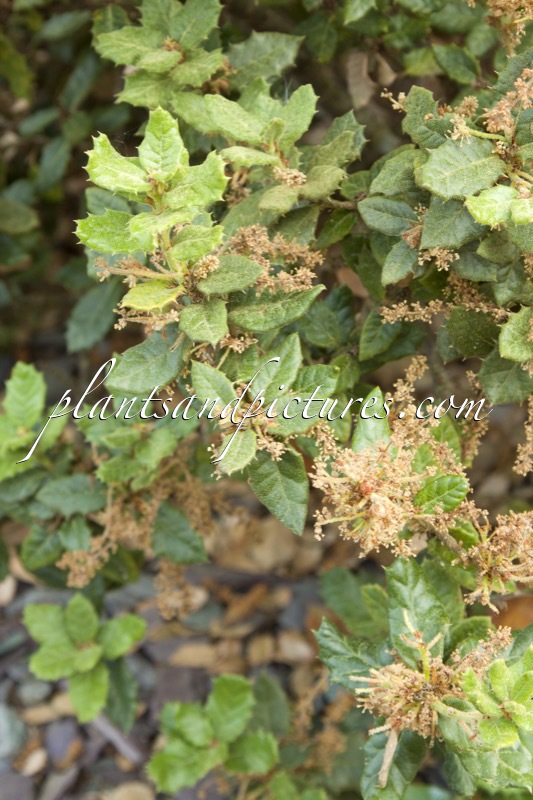 Quercus monimotricha