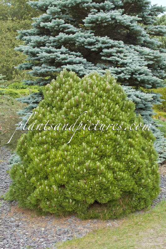 Pinus heldreichii ‘Smidtii’