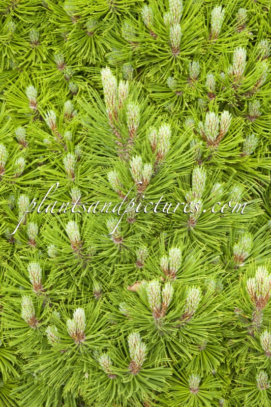 Pinus heldreichii ‘Smidtii’