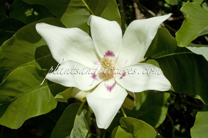 Magnolia macrophylla