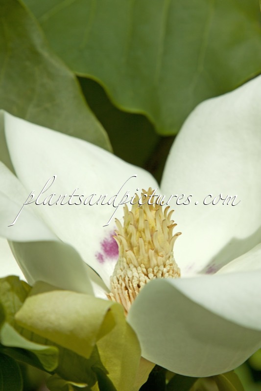 Magnolia macrophylla