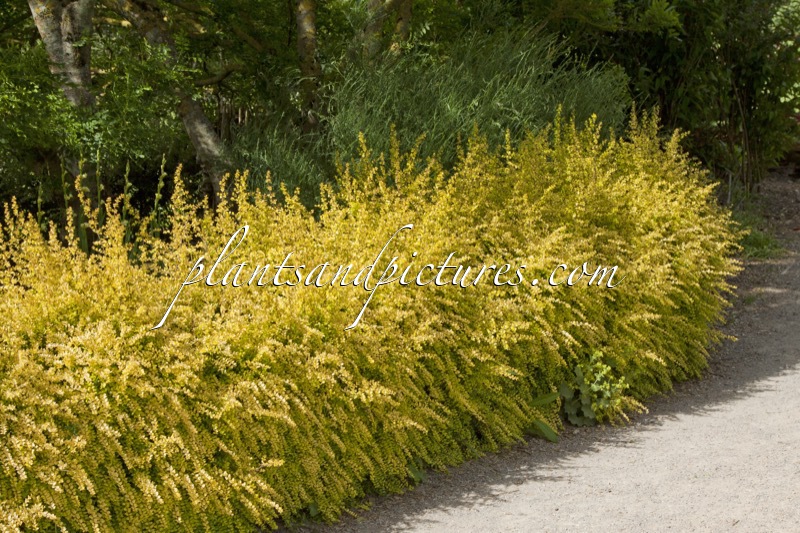 Lonicera nitida ‘Baggesen’s Gold’