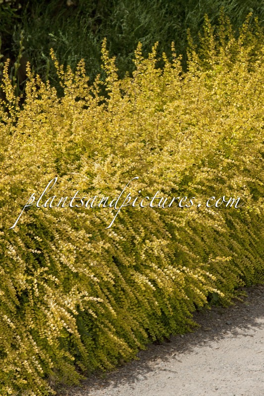 Lonicera nitida ‘Baggesen’s Gold’