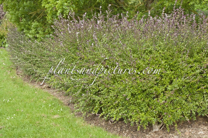 Lonicera nitida ‘Red Tips’