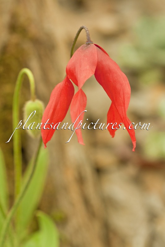 Meconopsis punicea