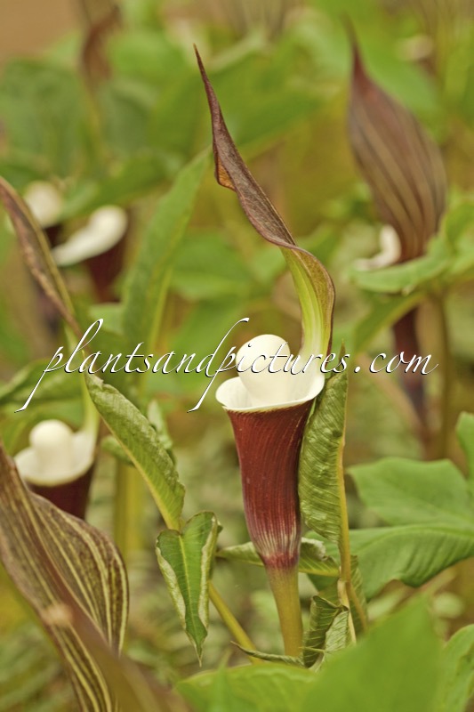 Arisaema sikokianum