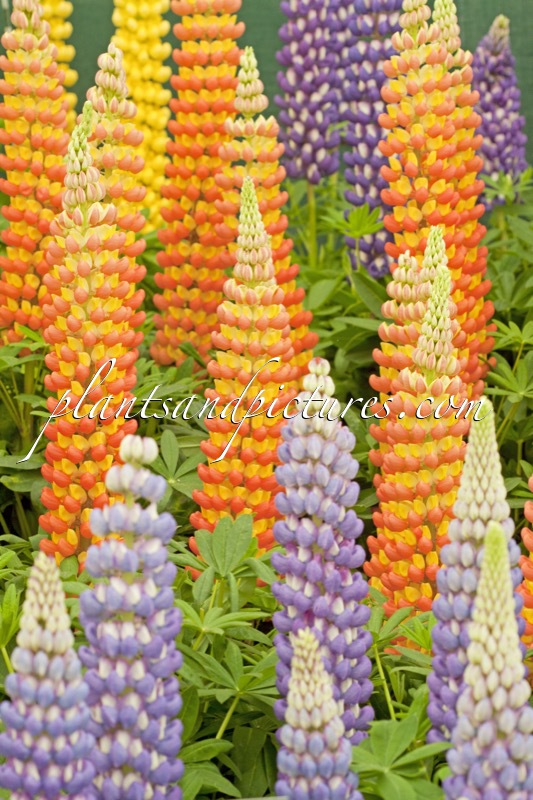Lupinus