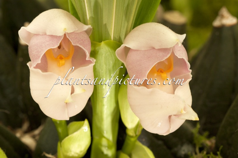 Anguloa uniflora