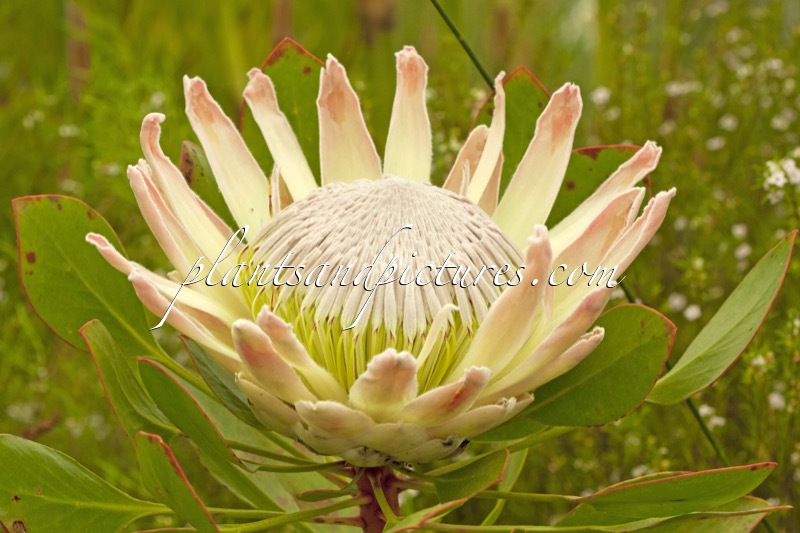 Protea cynaroides