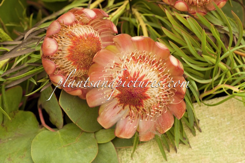 Protea ‘Petra’